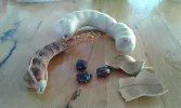 tamarinde.webp
