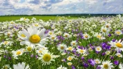 Die-Blumenwiese-–-Herzstück-jedes-Naturgartens-678x381.webp