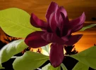 BODHI.webp
