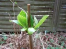 DSCN0265.webp