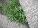 DSCF0719.webp