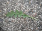 DSCF0722.webp