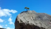 tree-616295_960_720.webp