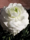 IMG_20180410_091219.webp