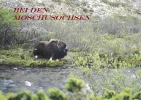 dovrefjell.webp
