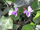 PICT0006.webp