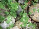 PICT0002.webp