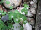 PICT0004.webp