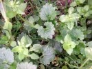 PICT0008.webp