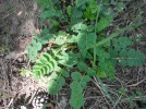 DSCF0778.webp