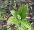DSCF0830 (5).webp