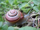 schnirkel2.webp