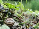 schnirkel3.webp