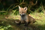 mammals-3218028_1920.webp