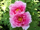 20180428_122930.webp