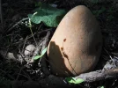 DSCF0965 (2).webp