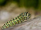 schwalbenschwanz (2).webp