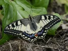 schwalbenschwanz (4).webp