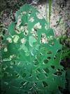 DSCF0947.webp