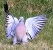 taube.webp