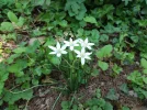 20180509_145445 Blummen.webp