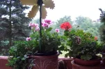 fensterblick.webp