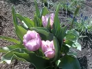 Rosa tulips 1.webp