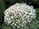 Weisse Pracht.webp