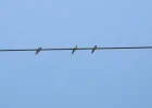 DSCF7767 (2).webp