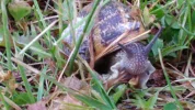schnecke.webp