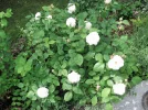 PICT0024.webp
