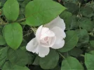 PICT0020.webp