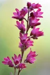 K800_DSC_5000.webp