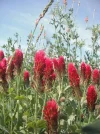 DSCF1130.webp