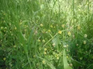 DSCF1240.webp