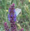 DSCF1275 (2).webp