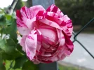 20180518_162120.webp