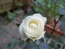 Ro.webp