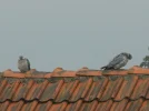 P5240830.webp