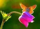 Schmetterling.webp