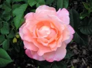 PICT0021.webp