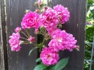 20180528_080323.webp