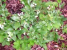 PICT0006.webp