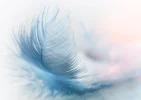 feather-3010848_1920.webp