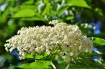 elder-3430965_1920.webp