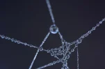 spider-web-1596739_1920.webp