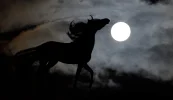 horse-654842_1920.webp