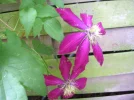 PI.webp