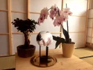 Glaskugel-Japan.webp