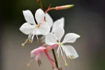 K800_DSC_5600.webp